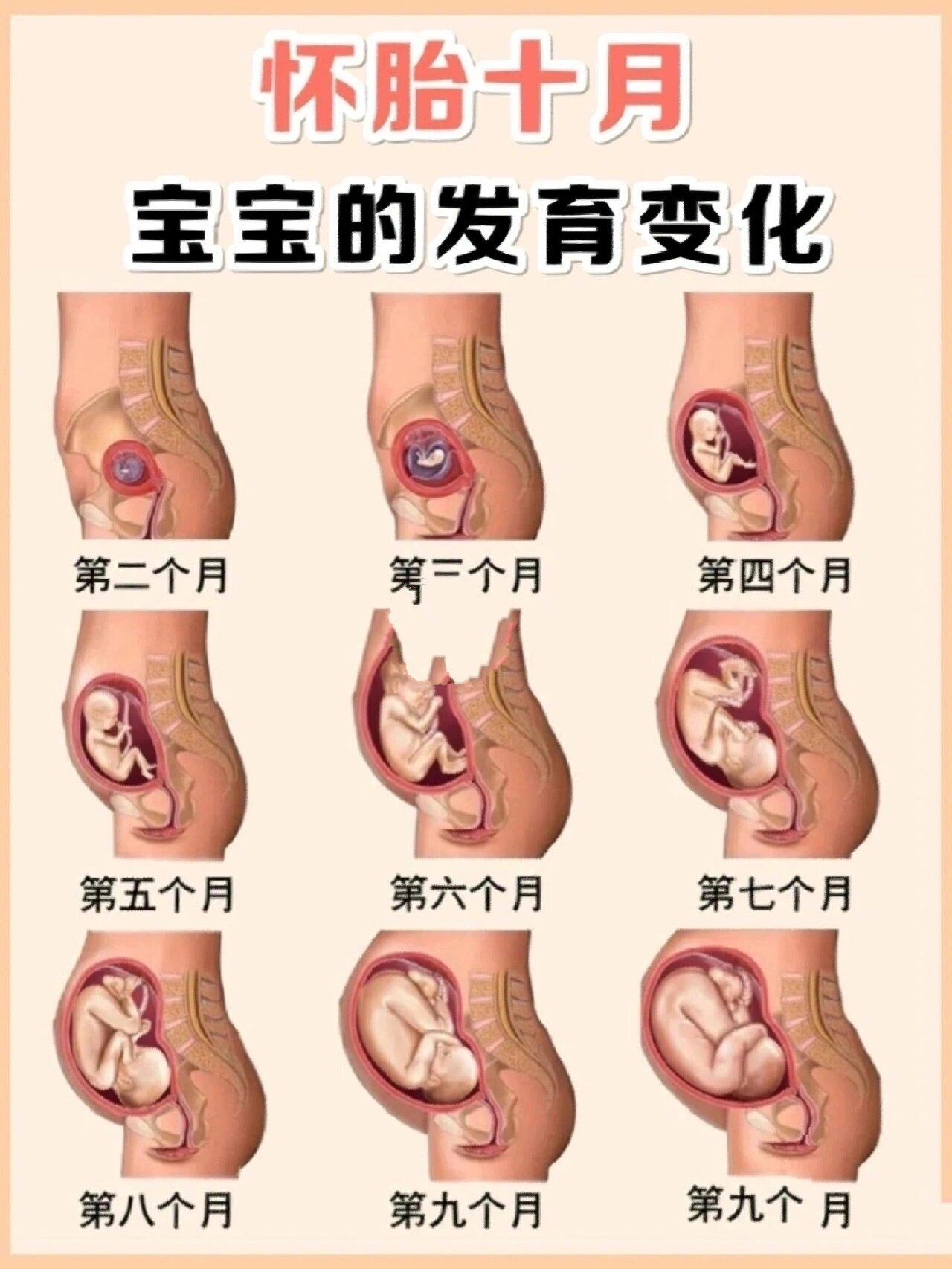 不过这只是大致情况,肚子大小受胎儿发育,羊水多少等因素影响