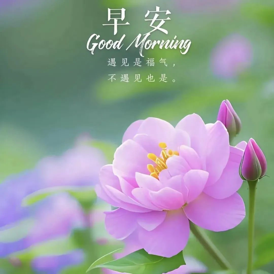 早上好最新图片大全 唯美 温馨,一早送祝福,心中永牵挂!
