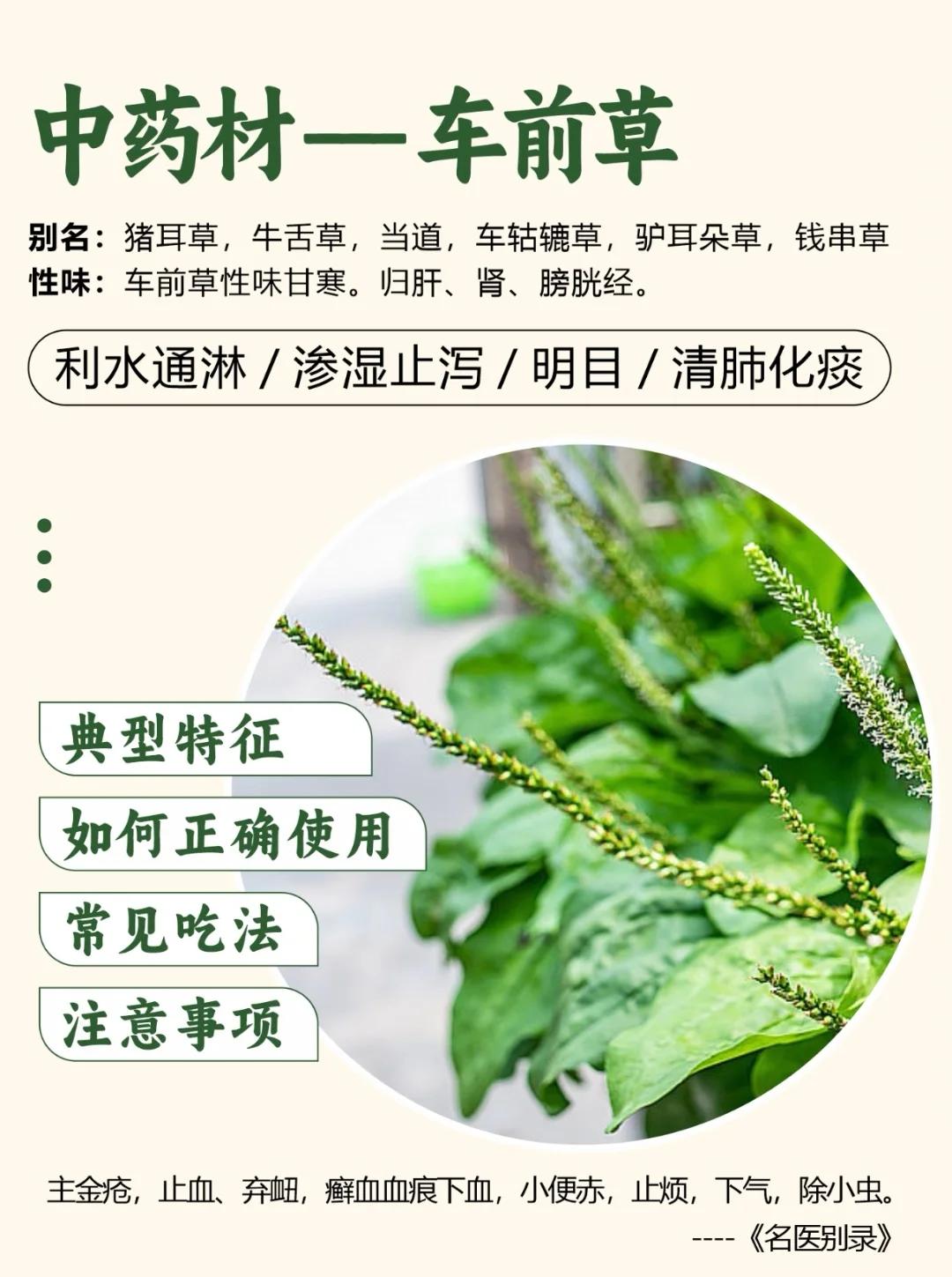 车前草有哪些作用与功效? 				 车前草作用可不少呢