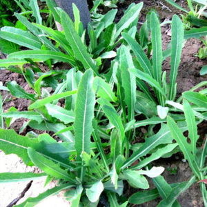 苦菜和蒲公英是一种植物吗?苦菜和蒲公英有什么区别?