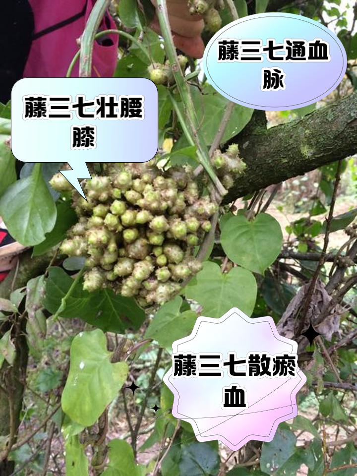 藤三七功效多,能补血,壮腰膝,还能消肿散瘀