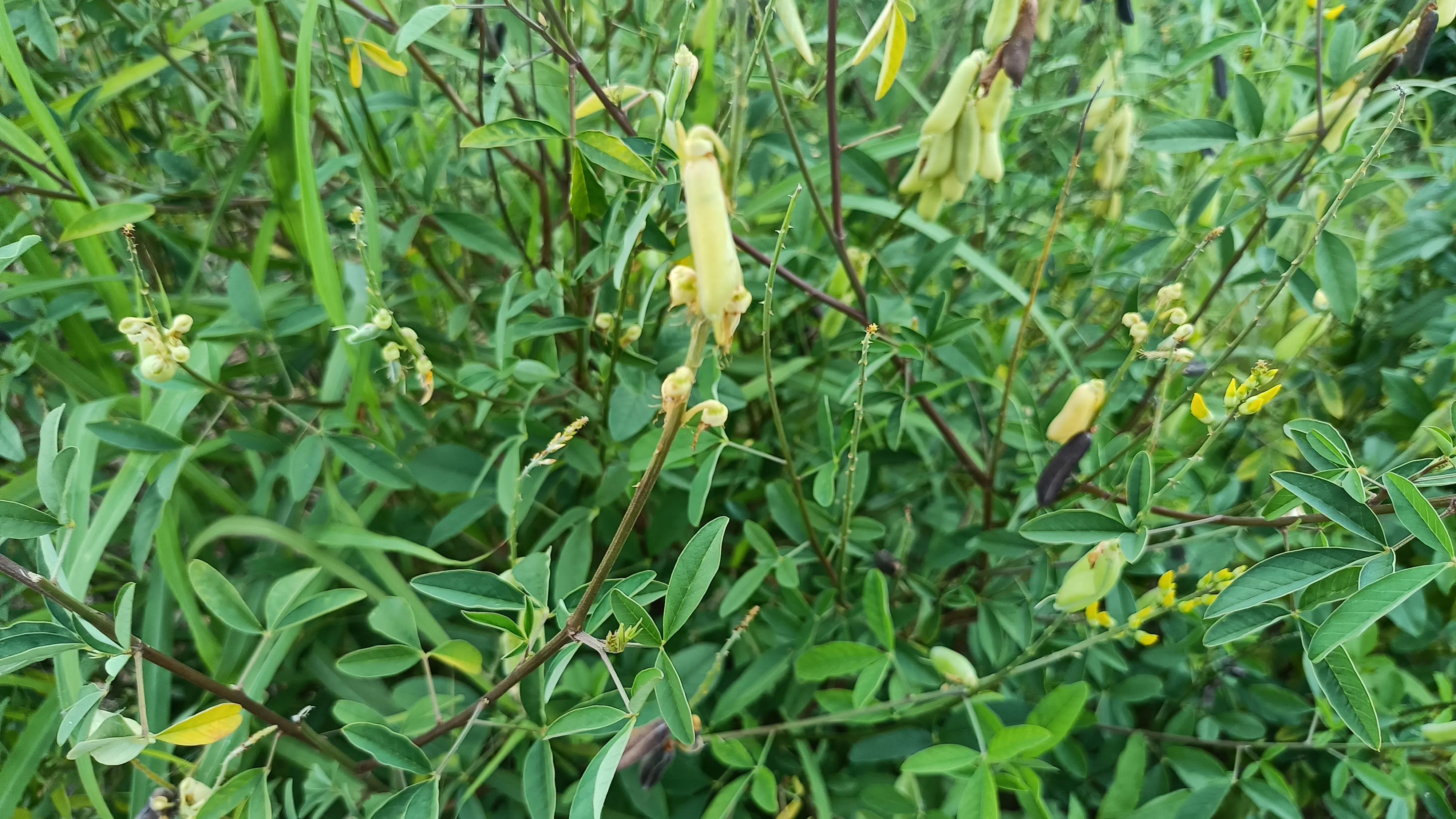 猪屎豆开黄色花朵,结长长豆荚,种子小小的,人称散结草,认识吗