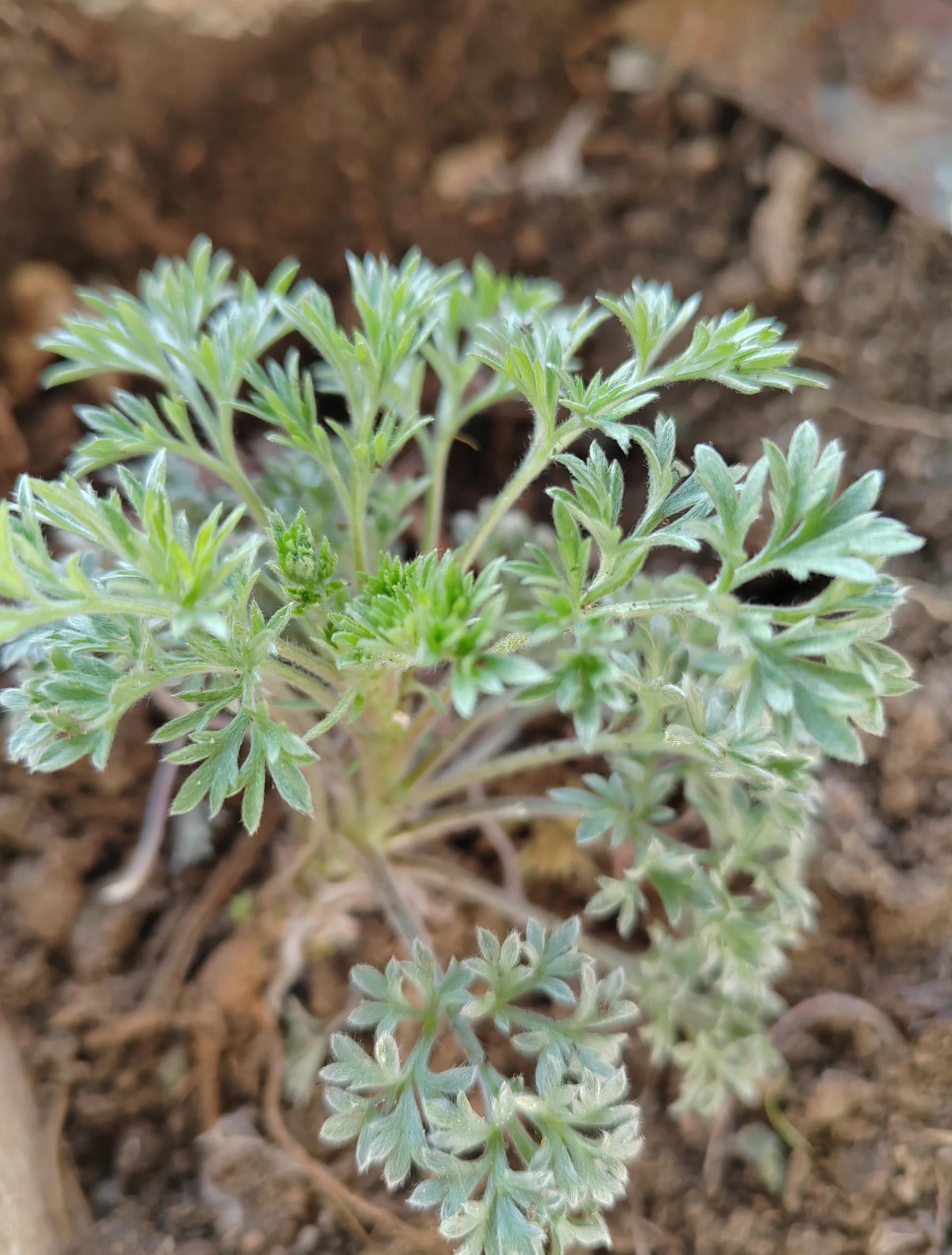 胆囊息肉:茵陈不能用者用栀子,郁金不能用者用香附,鸡内金不能用者用