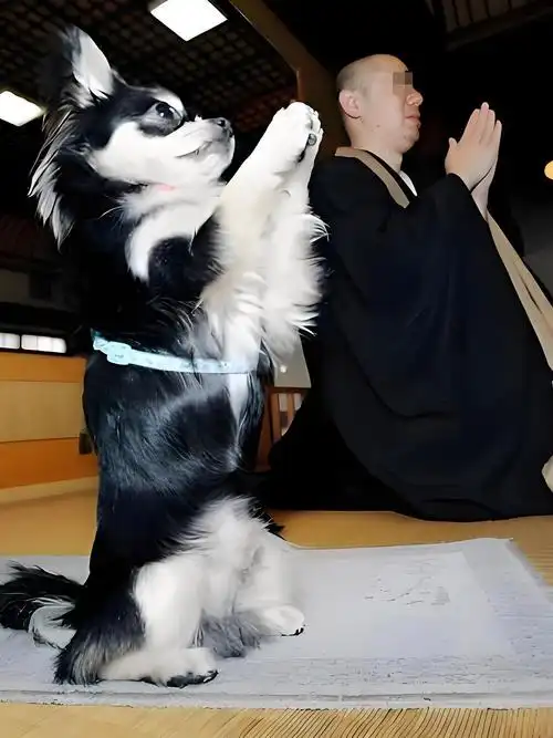 小狗死了用什么超度-狗狗死了会怨恨主人么