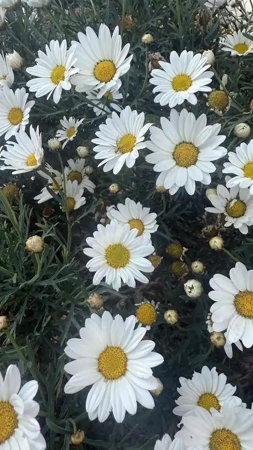 太阳菊:绽放热情与活力的花语使者