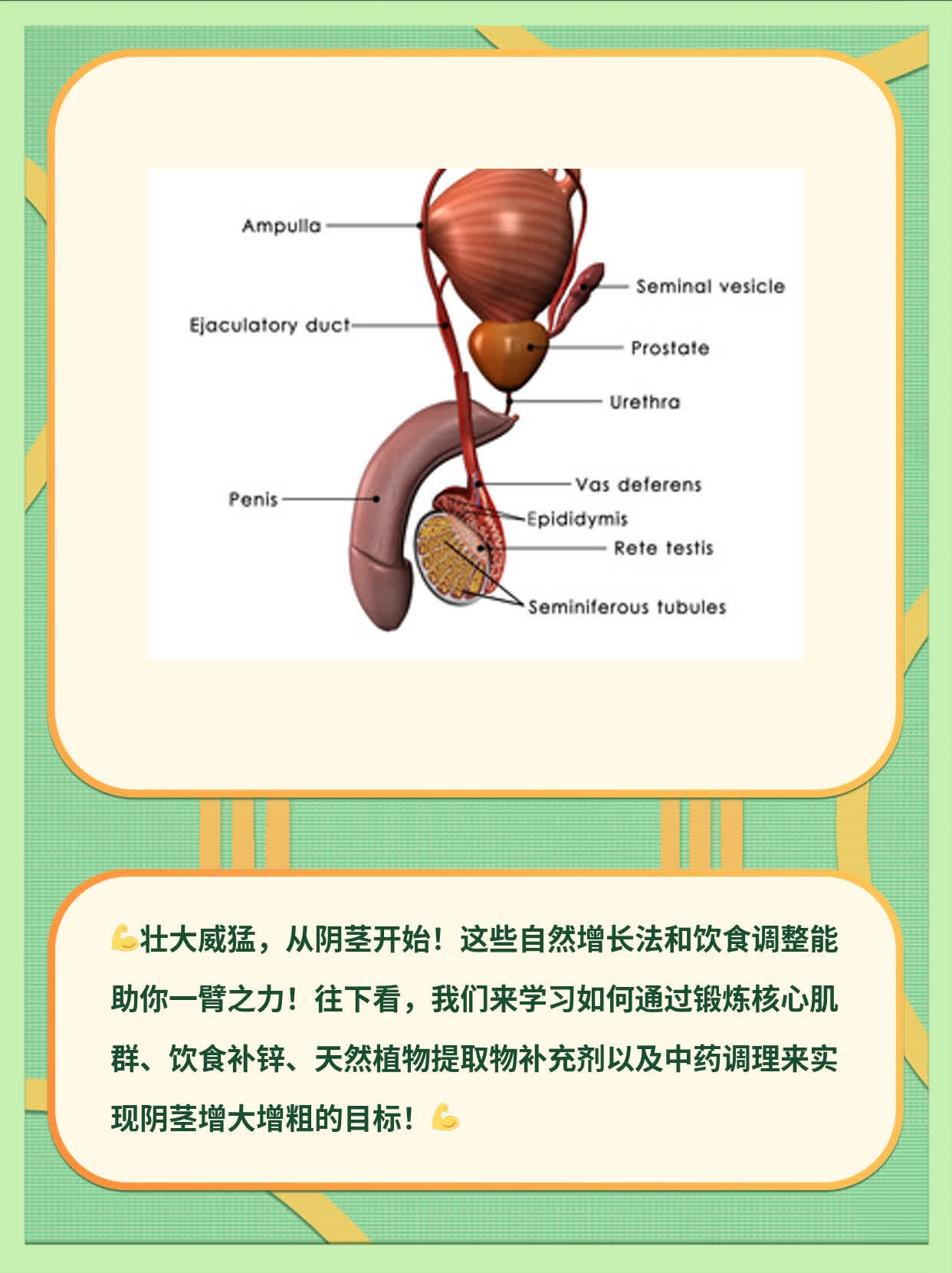 想让生殖器官健康发育,得从多方面入手