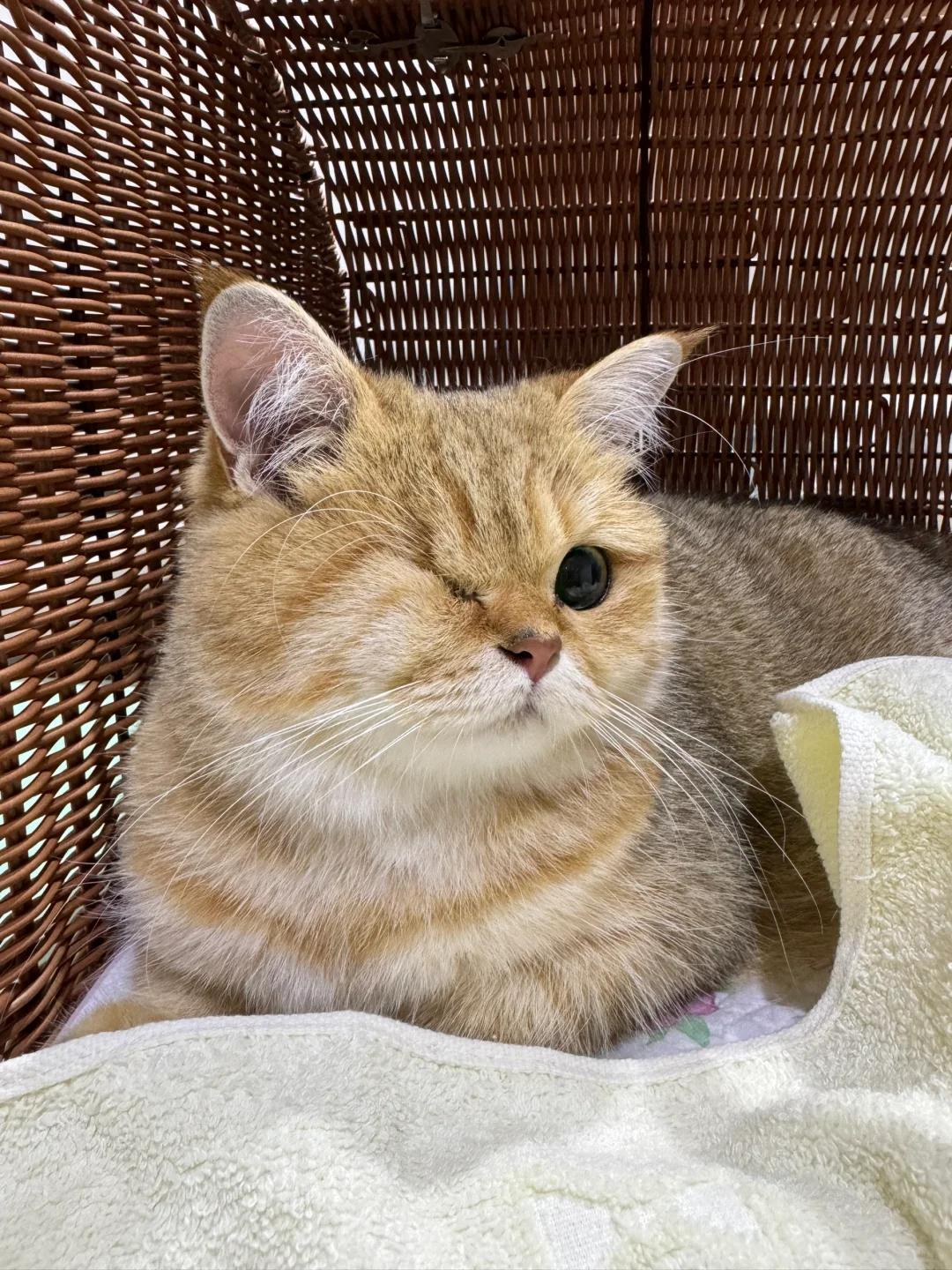 猫咪呕吐药物及液体应如何处理?是否需要大量饮水?
