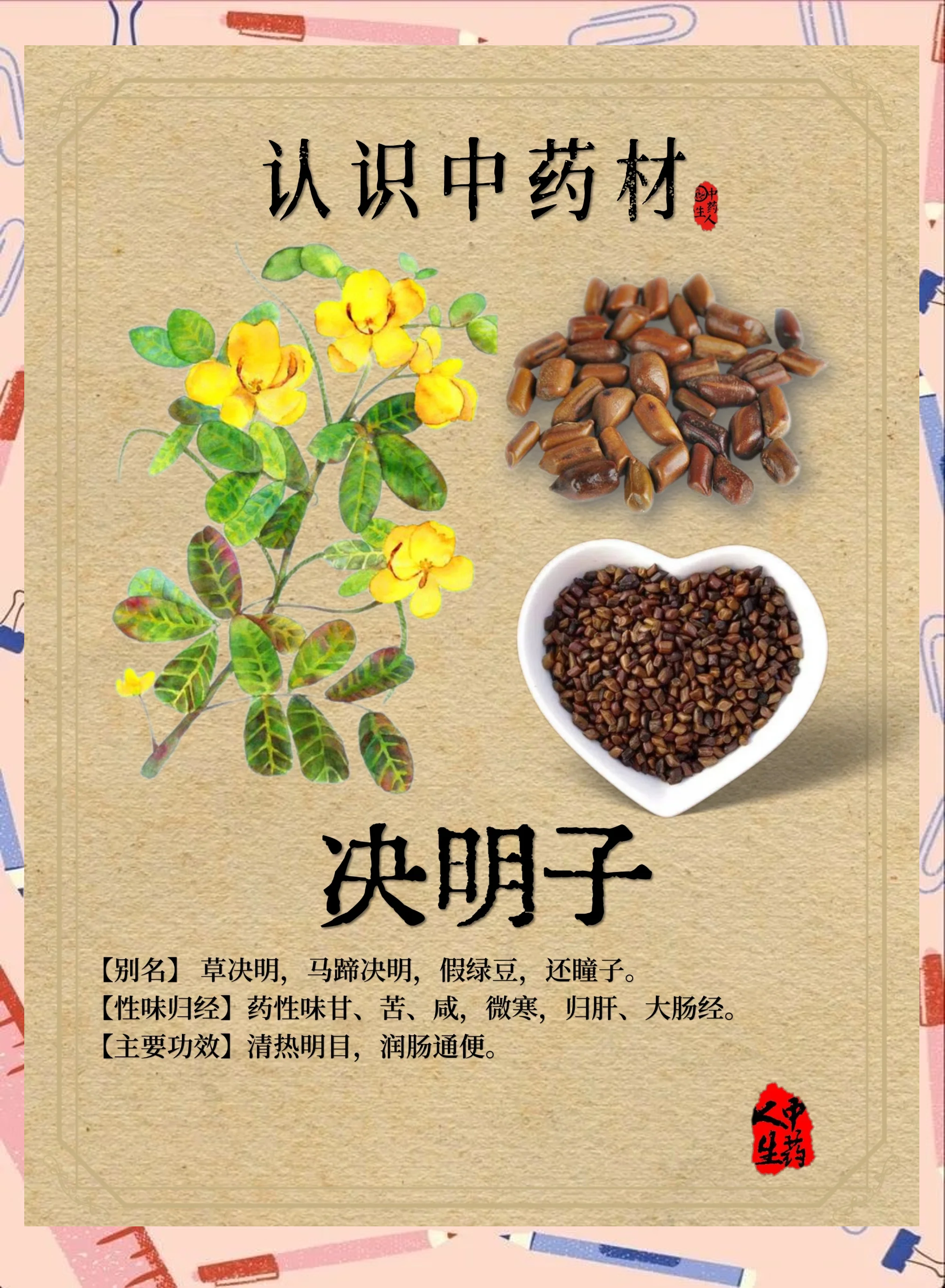 决明子功效作用不少