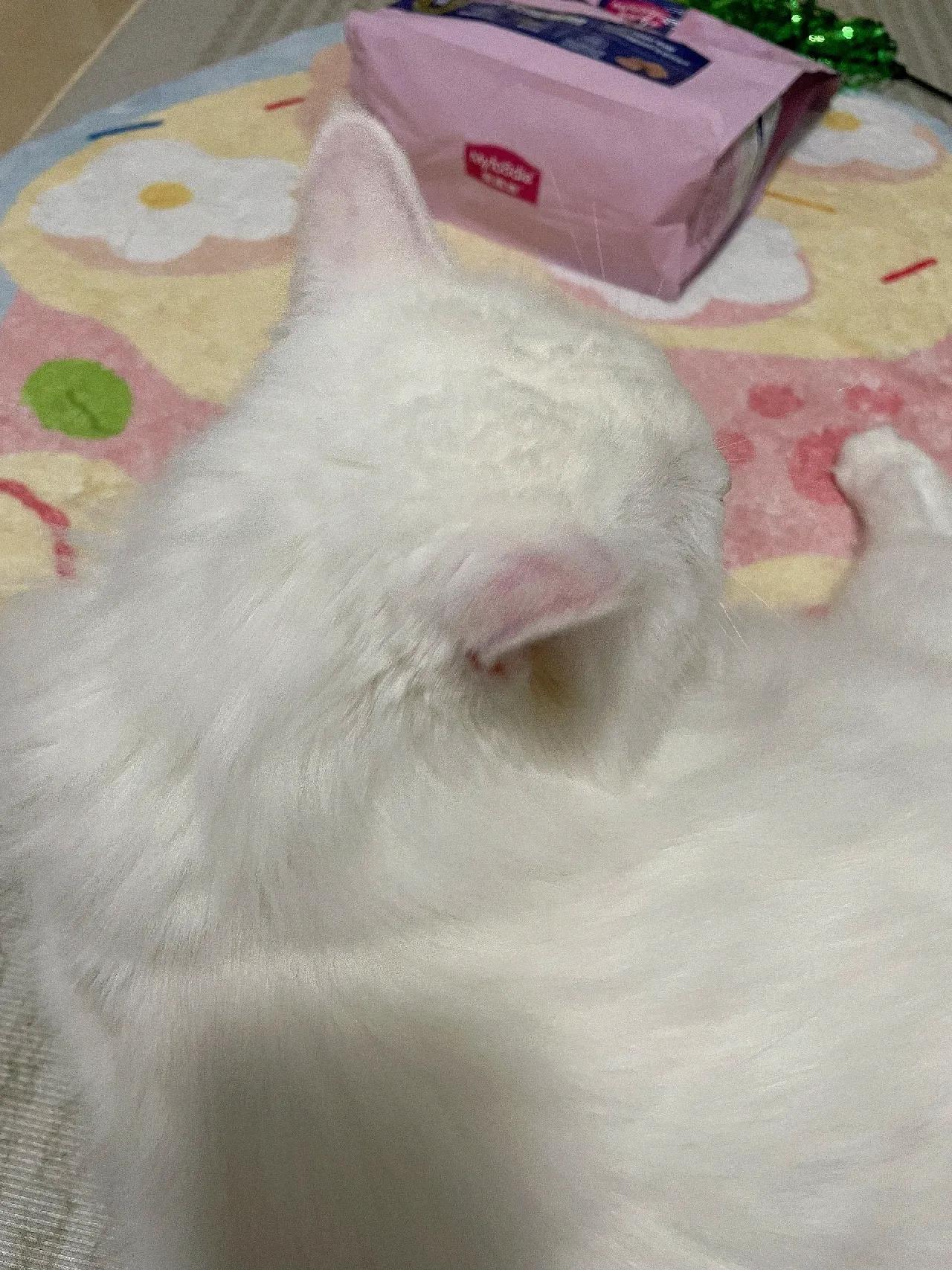 猫咪呕吐黄色液体是否为消化系统异常?