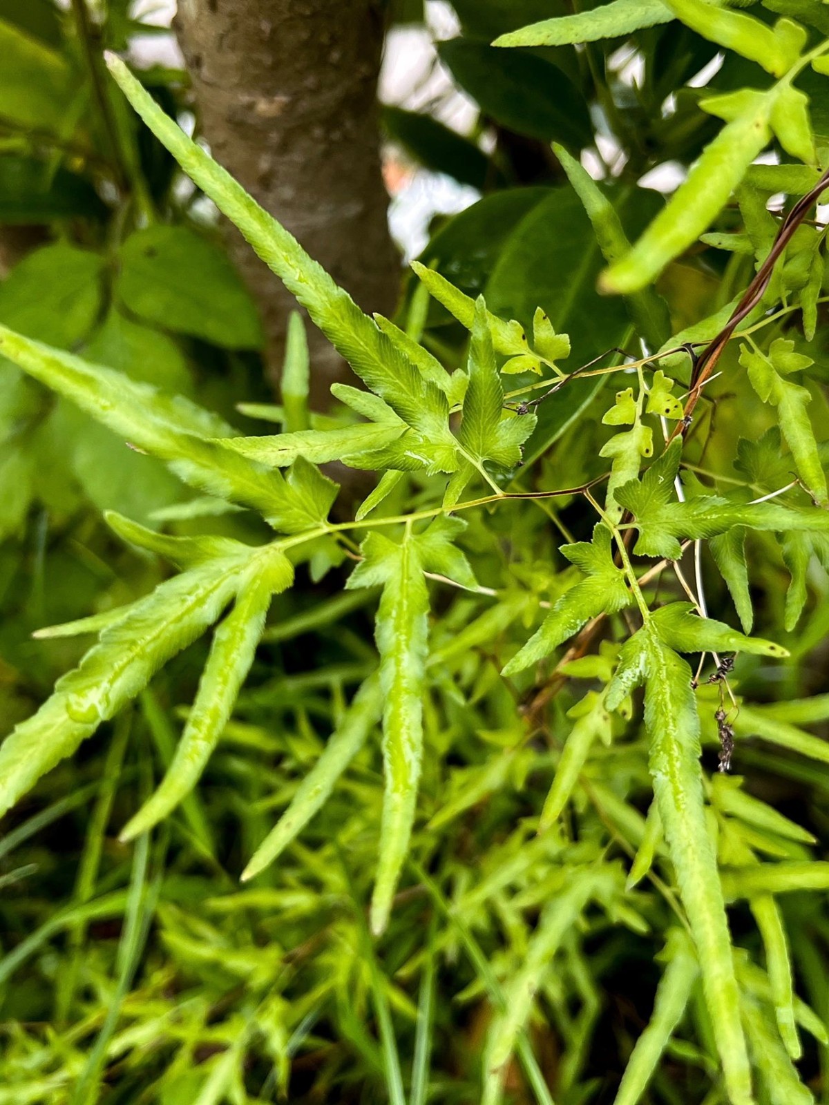 胆囊息肉——用好一味海金沙,能帮一个是一个