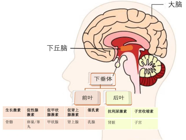 汪先恩:脑下垂体瘤的调理思路