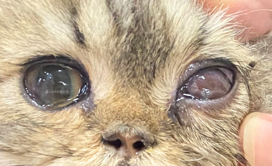 猫咪角膜破损有凹陷,角膜红肿充血,角膜溃疡滴药痊愈