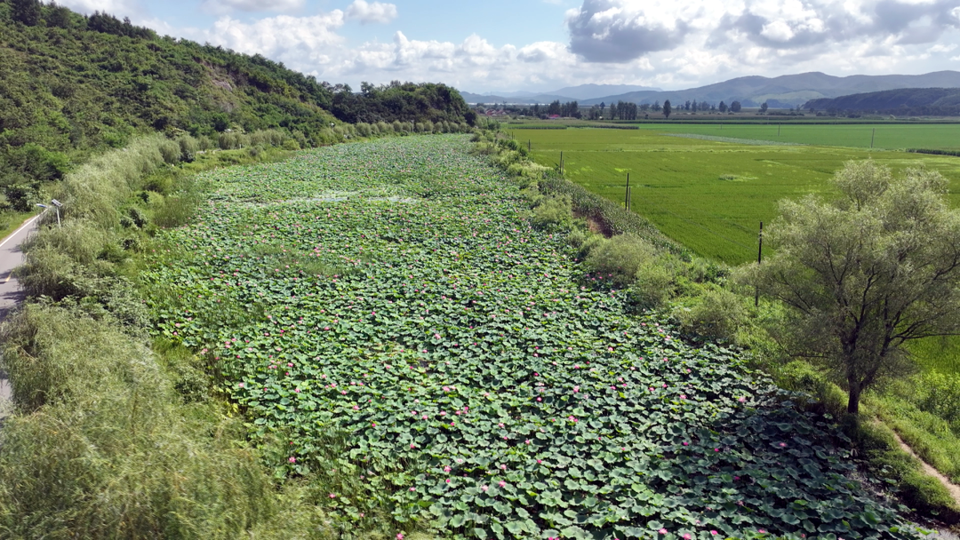 科学整治,扎实推进相关工作,不仅将昔日的垃圾洼地变为生态游园,更