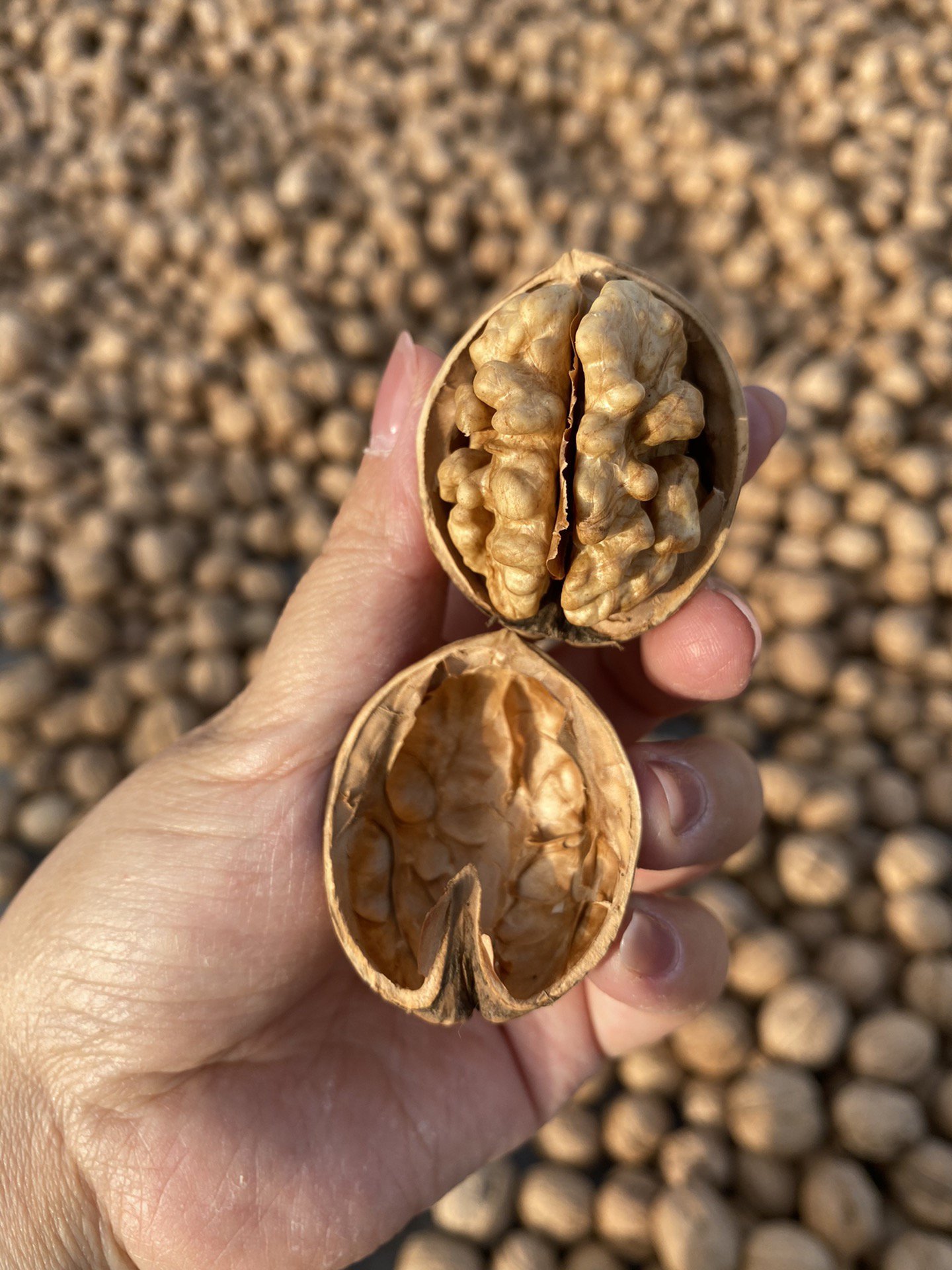 正宗新疆特产怎么选?这6款热门款销量口碑双高送人自吃都合适