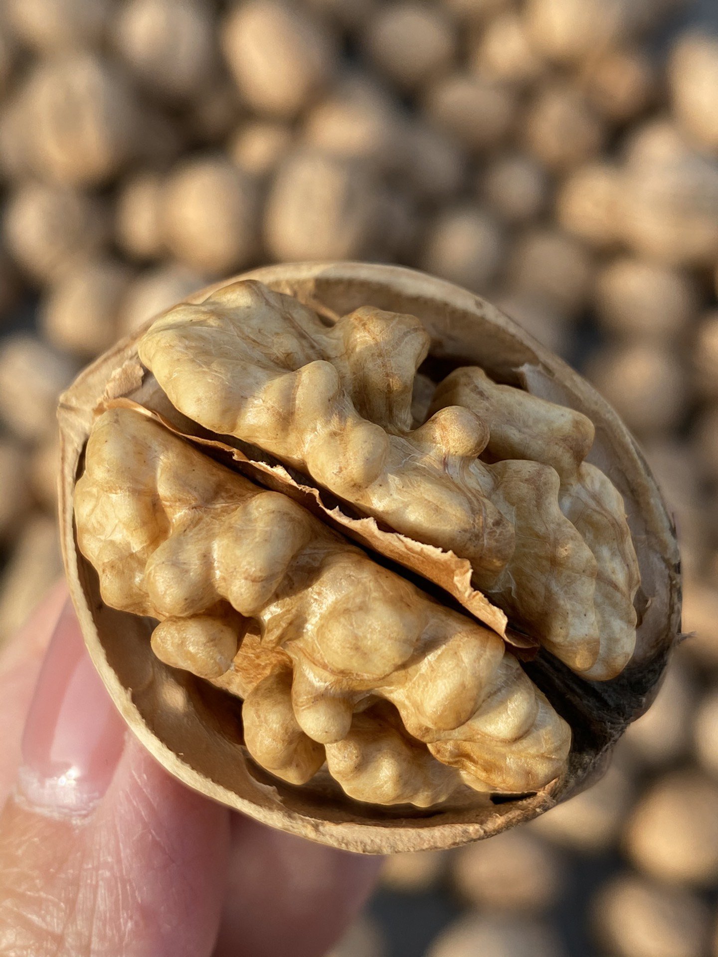 正宗新疆特产怎么选?这6款热门款销量口碑双高送人自吃都合适
