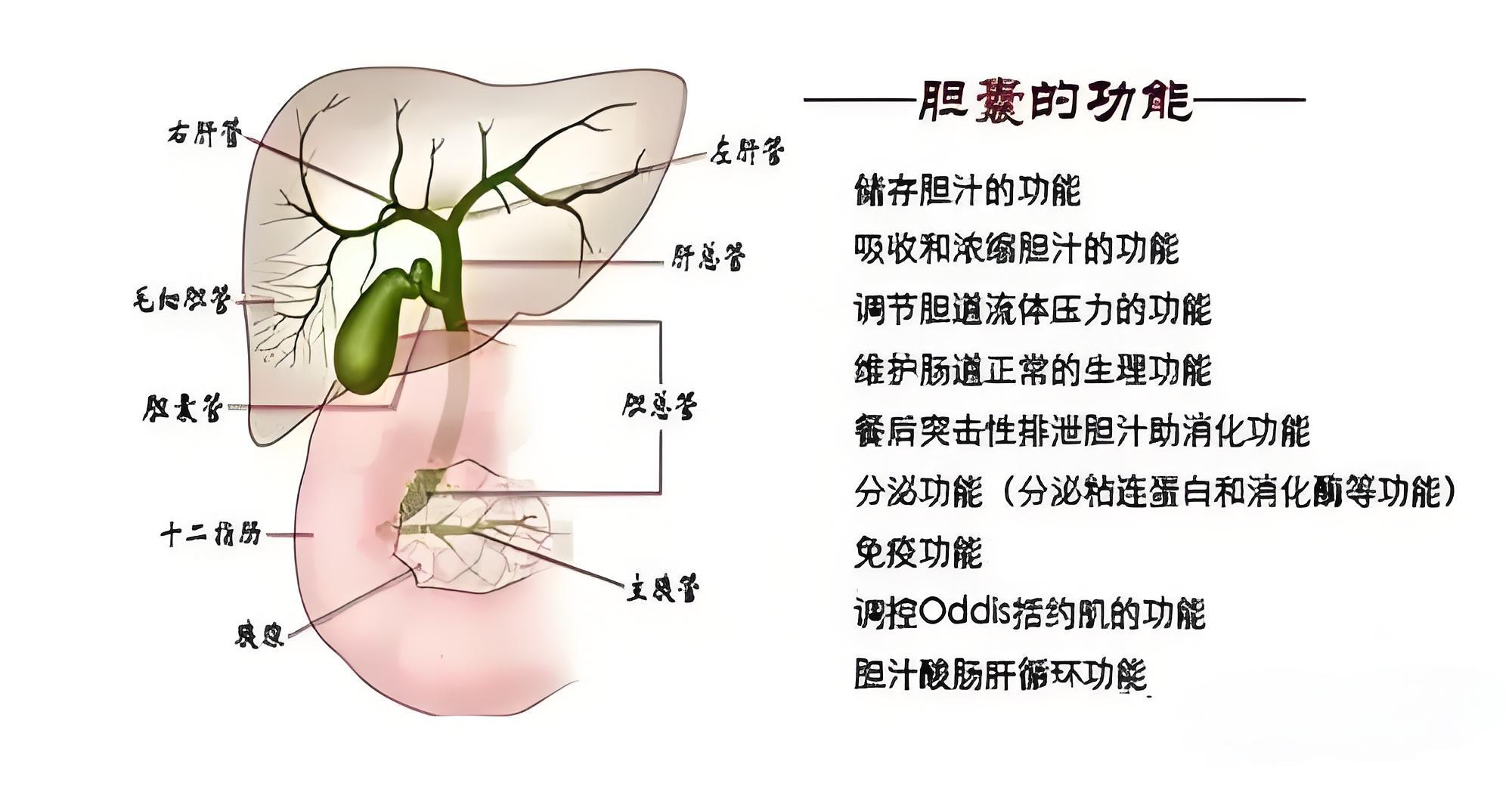 胆囊炎,人就等于废一半?患胆囊炎的人,常有4个信号,要谨慎了