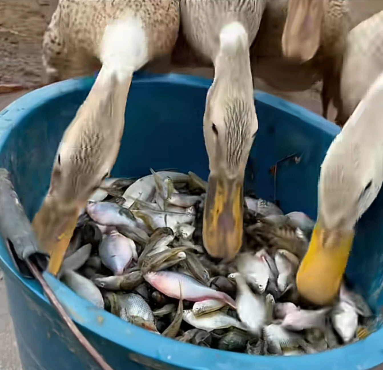 农村的"屎黄皮"鱼,数量多到喂鸡喂鸭子,如今很抢手