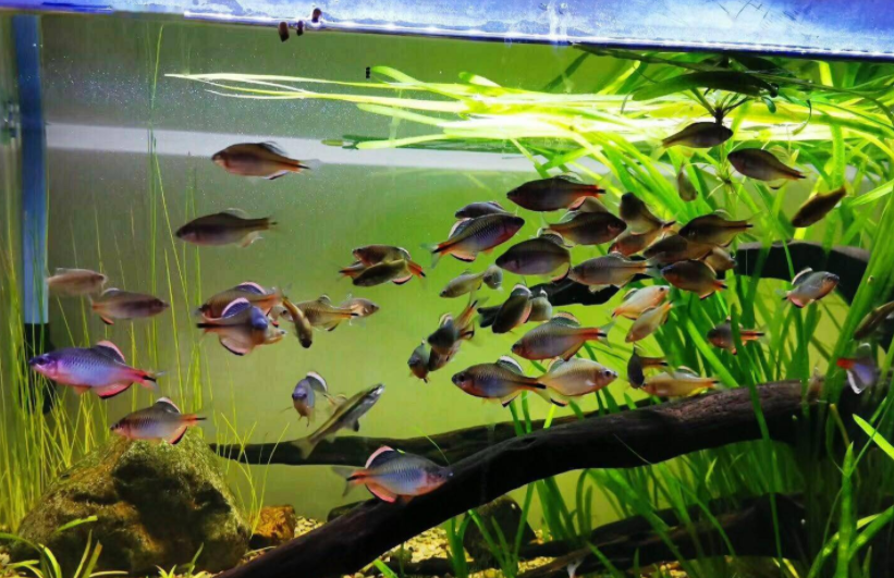 农村的"屎黄皮"鱼,数量多到喂鸡喂鸭子,如今很抢手