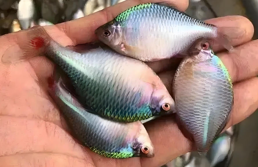 农村的"屎黄皮"鱼,数量多到喂鸡喂鸭子,如今很抢手