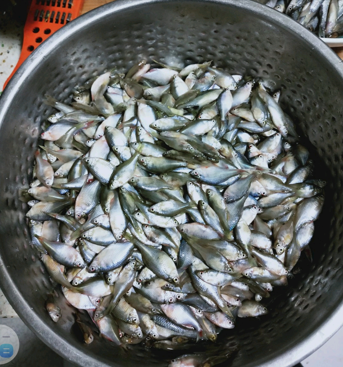 农村的"屎黄皮"鱼,数量多到喂鸡喂鸭子,如今很抢手