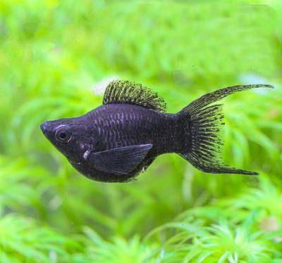 黑玛丽鱼为什么不建议养