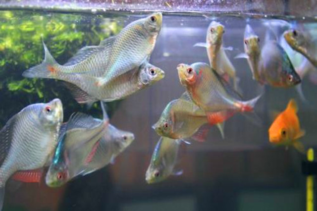 农村的"屎黄皮"鱼,数量多到喂鸡喂鸭子,如今很抢手