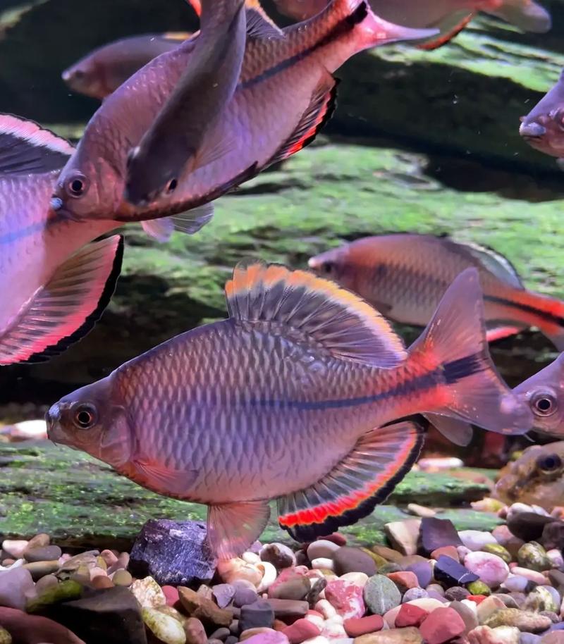 农村的"屎黄皮"鱼,数量多到喂鸡喂鸭子,如今很抢手