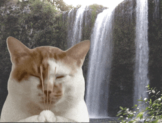 胡巴猎奇表情包