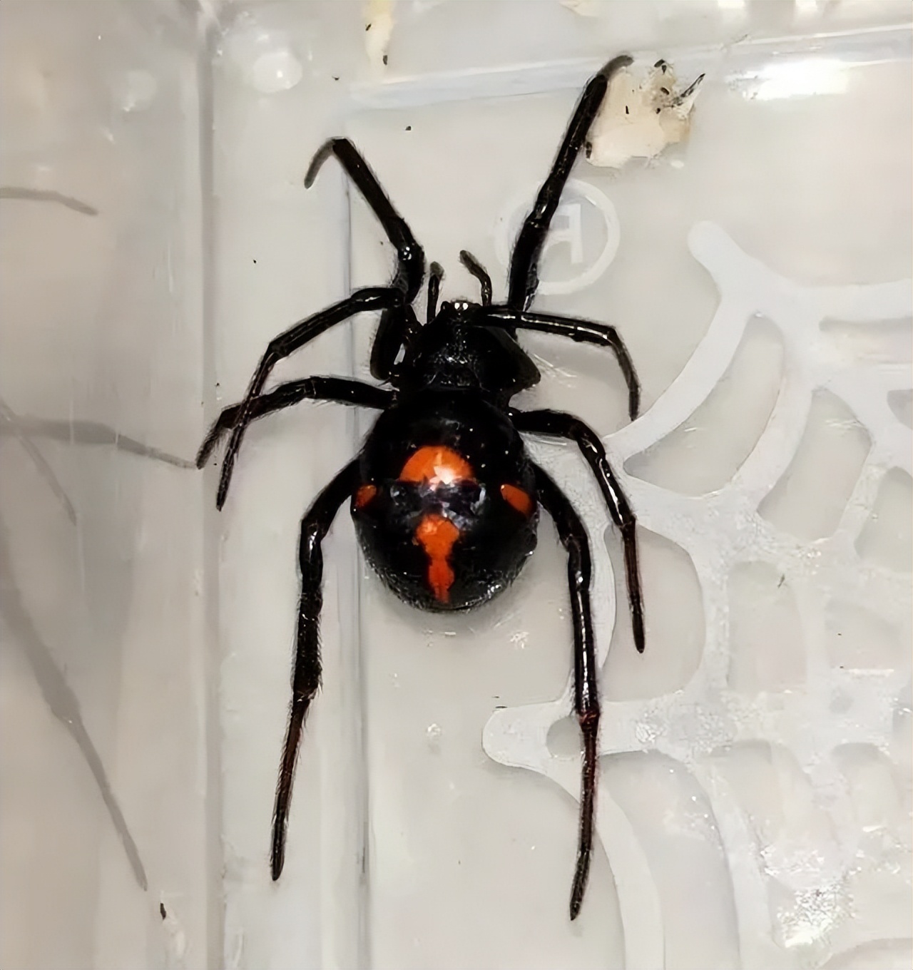 罕见毒蜘蛛!四川凉山男子被蜘蛛咬伤腹痛四肢麻木,专家提醒救命四步