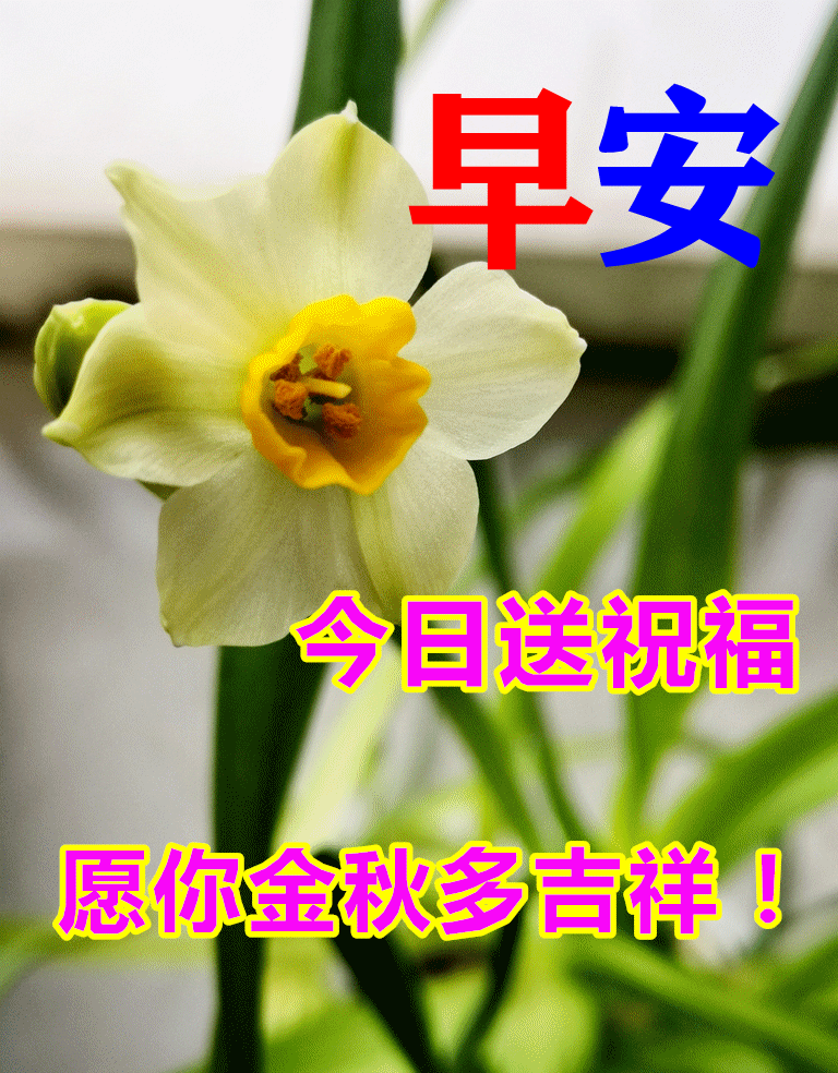 🍀唯愿你每天开心,好运相随,🌷亲爱的朋友们,早安!