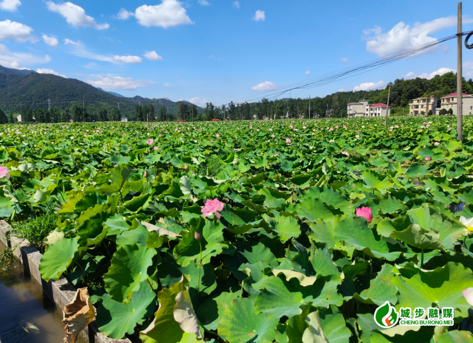 西岩镇:沃野铺就"绿富美"画卷 现代农业奏响振兴强音