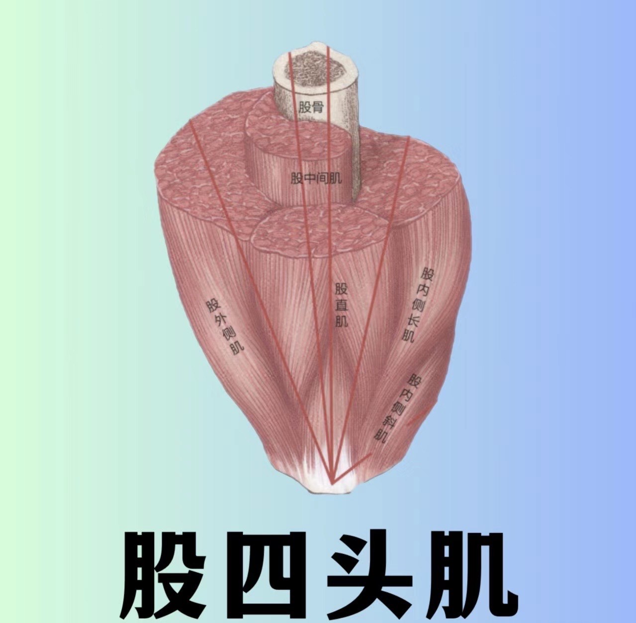 走路时膝盖突然"软"一下,医生:别以为是累了,或许是这些疾病的信号