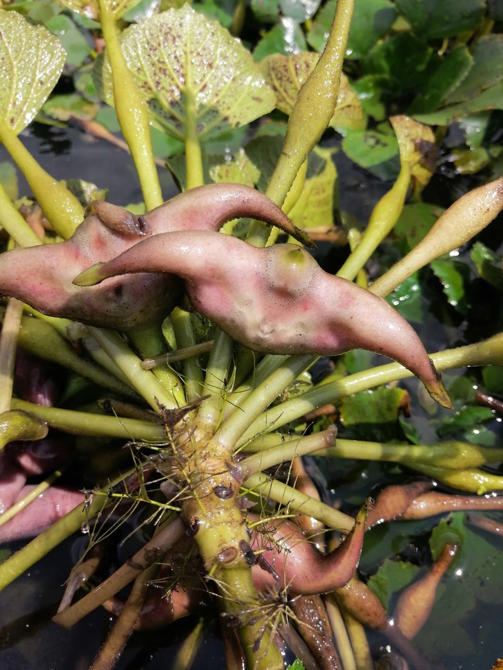 每到秋天,菜市场里的食材便换了一番模样,那些带着秋日特有鲜活气息的