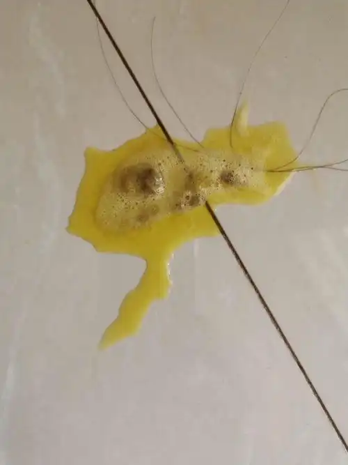 猫咪呕吐黄色液体是怎么回事