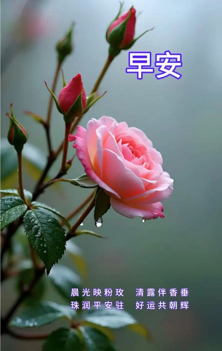 早安吉祥如意的真心祝福语,非常好看免打字聊天的早上好图片大全