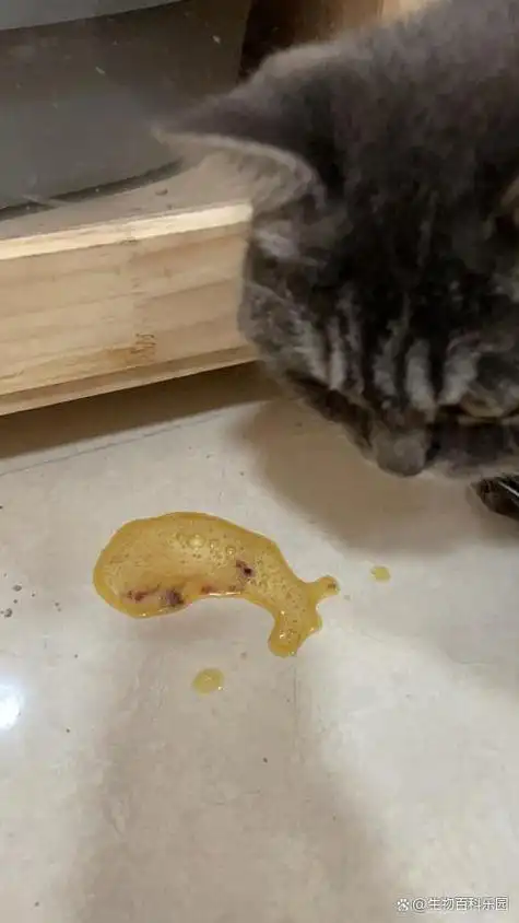 猫咪呕吐黄色液体是怎么回事
