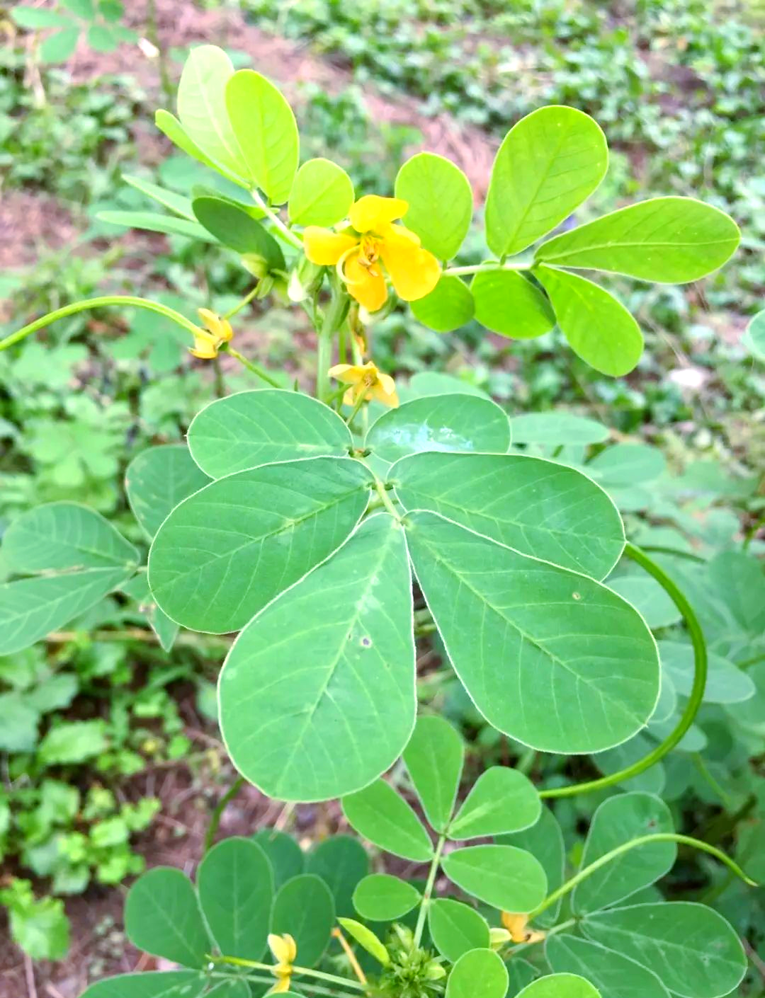 路边这开黄花的植物,老人叫它野花生,实际上大名是