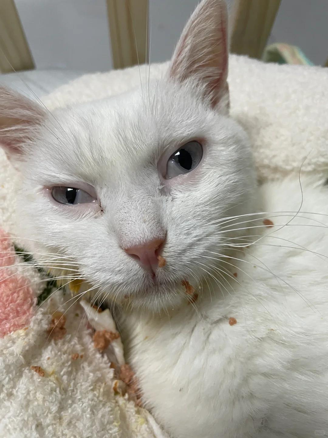 猫咪突发子宫蓄脓手术:疑为传腹还是腹膜炎?如何正确诊治?