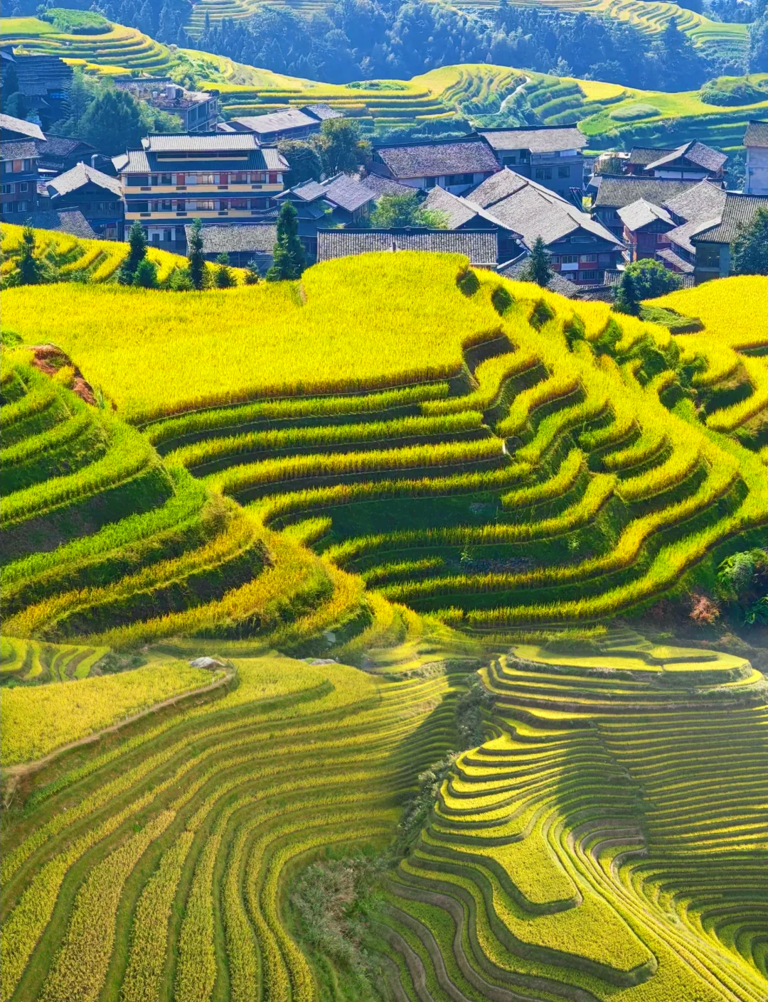 国庆中秋双节同庆,不妨来广西龙脊梯田感受秋意