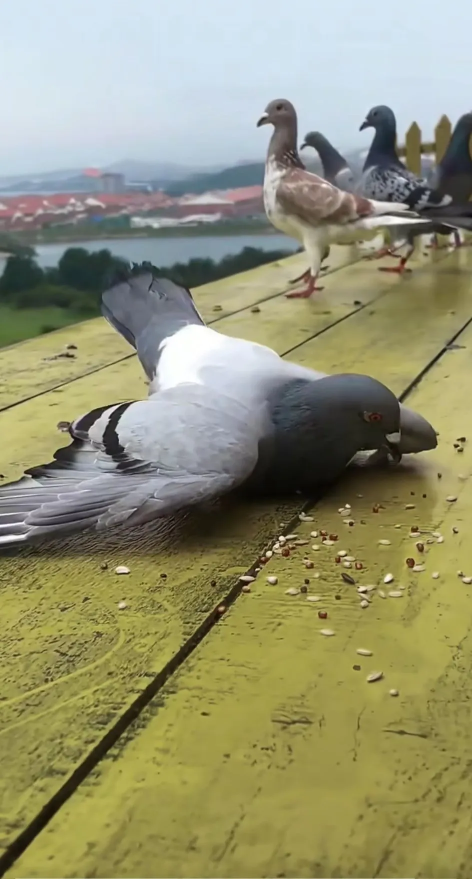 当时多少人感叹"好壮观""好感动"!