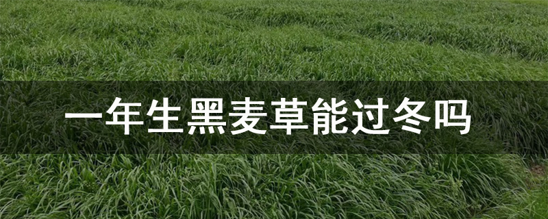 黑麦草种子种植