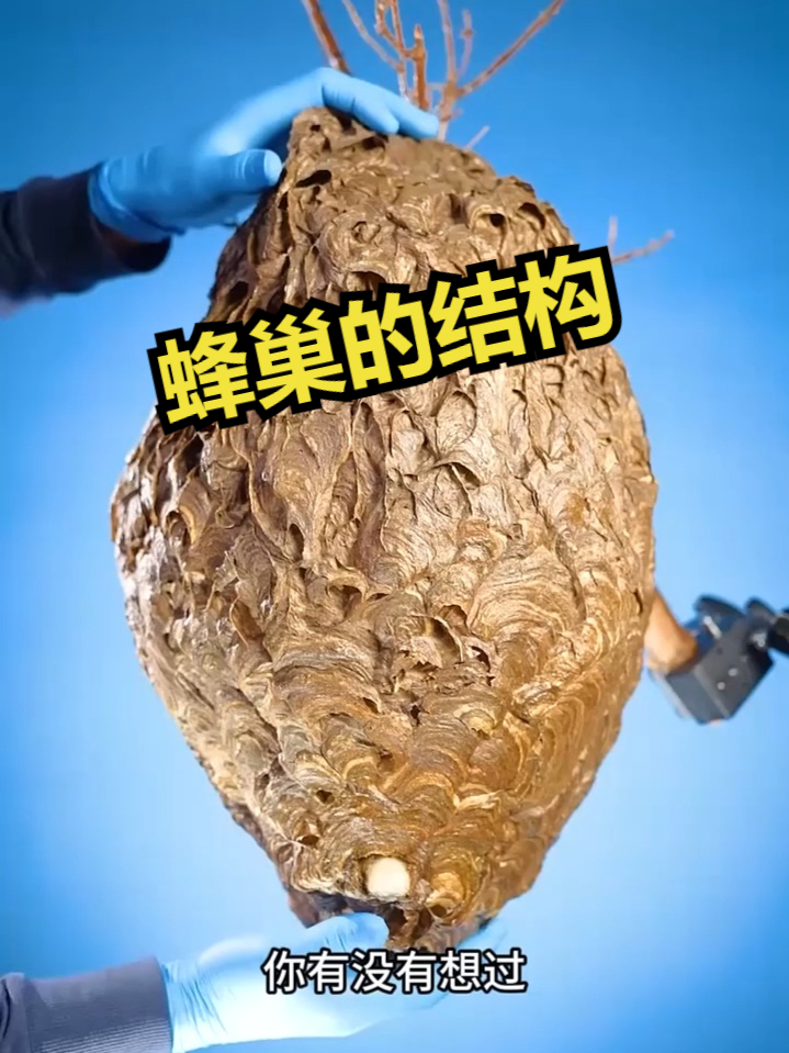 蜂巢的结构到底是什么样子的