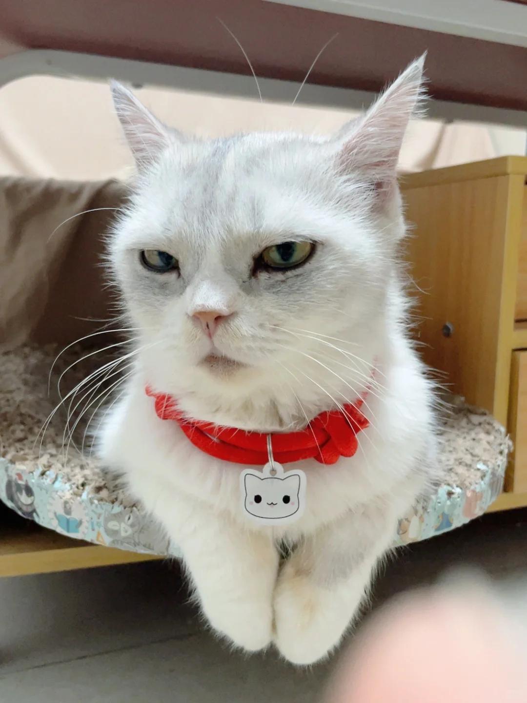猫咪耳朵出现黑色凸起肉球的状况分析最近有位粉丝向我们反映其猫咪