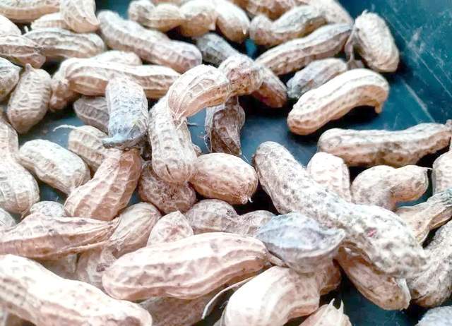 女子吃霉变花生后肝功能受损为什么在线