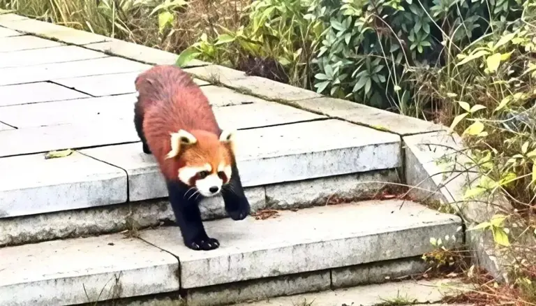 最近,峨眉山一只小熊猫因为"举手投降"的防御姿势火了,视频里它拱背