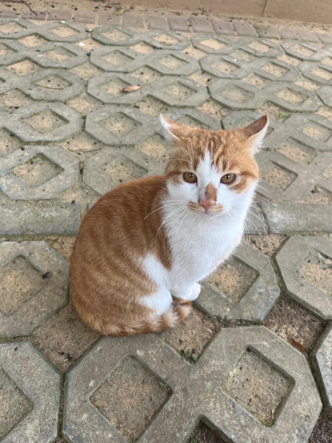猫咪耳朵溃烂流脓的诊断与治疗