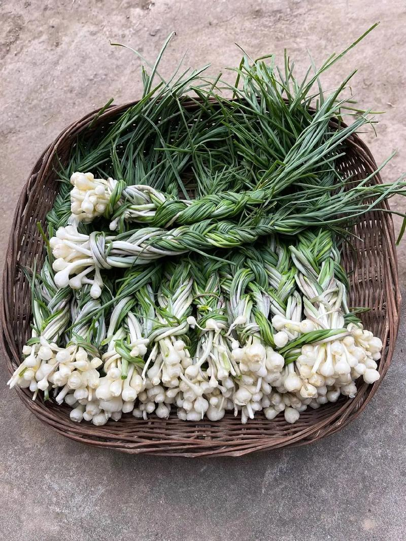 农村一种常见野草,却是活血良药,专清血管淤堵,化解颈动脉斑块!