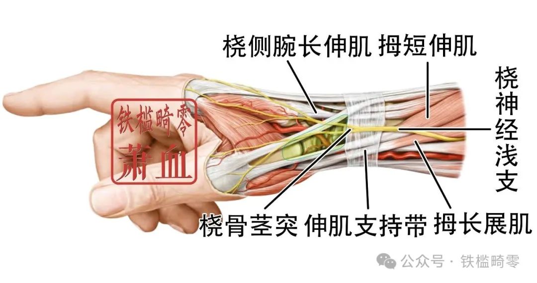 神经卡压|桡神经浅支