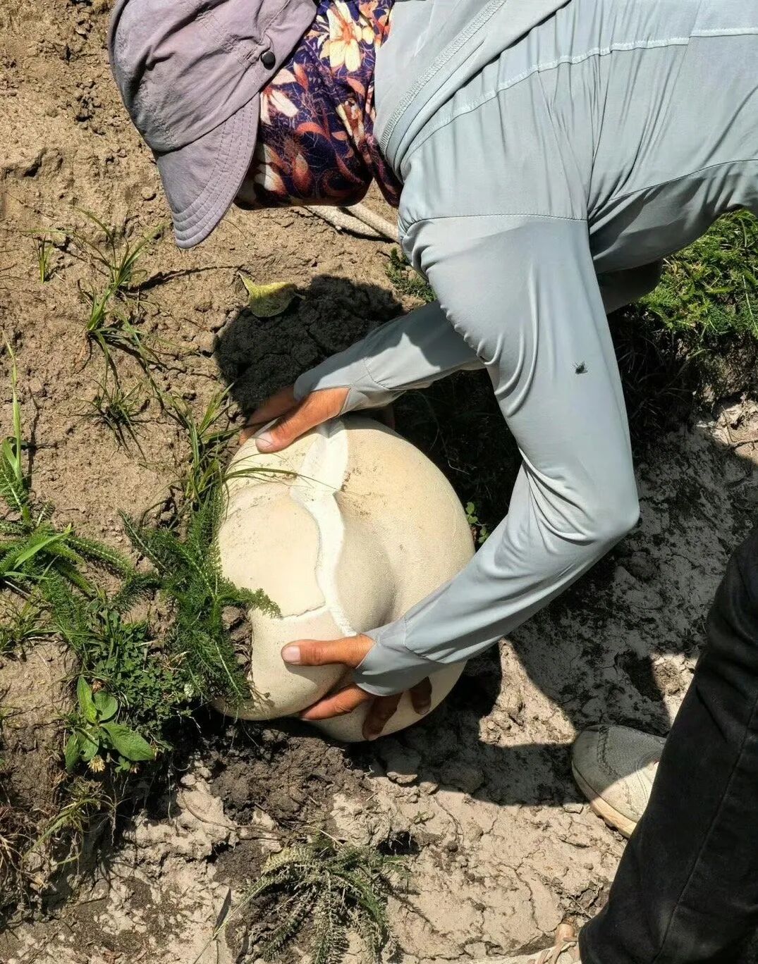 马粪包能吃吗?儿时把它当"烟雾弹",殊不知有四大作用,认识不吃亏!