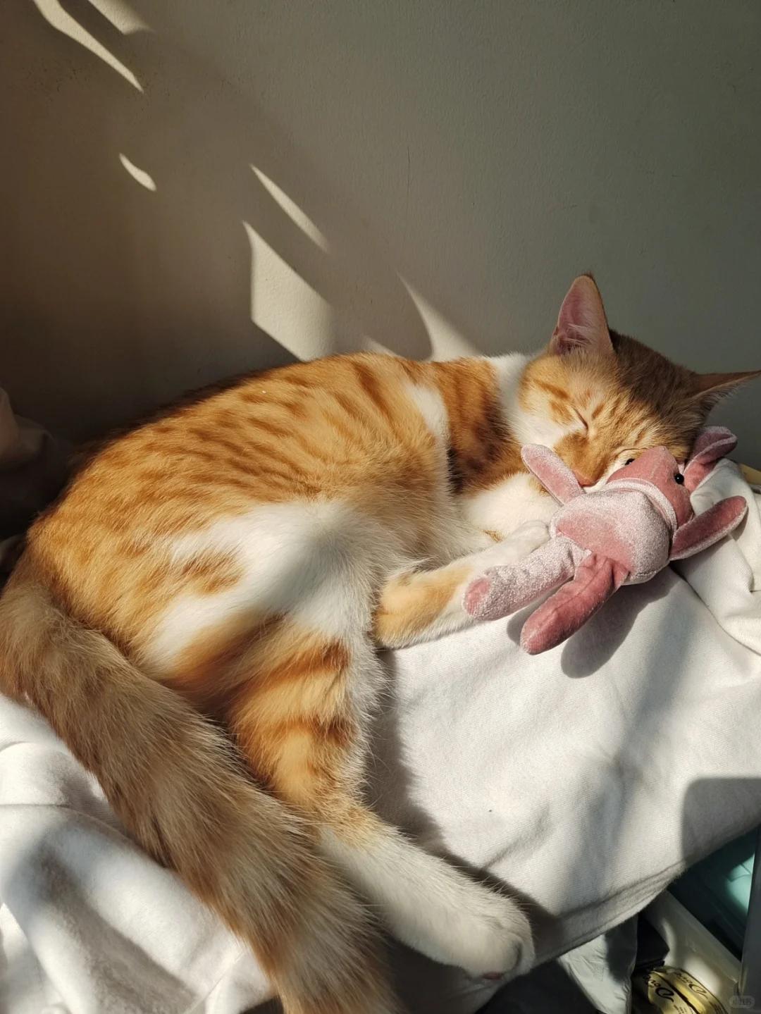 猫咪排泄物中出现黄色透明液体是何缘由?